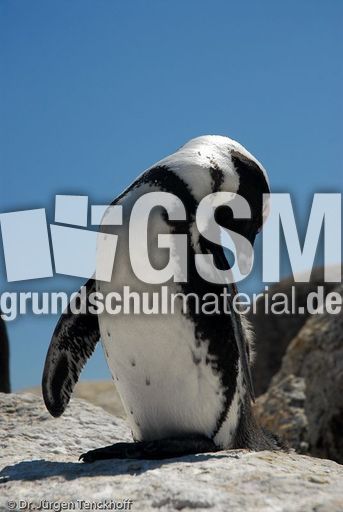 Brillenpinguin (53 von 148).jpg